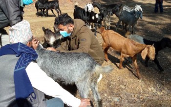 बैतडीमा बाख्रालाई पीपीआर खोप लगाइँदै 